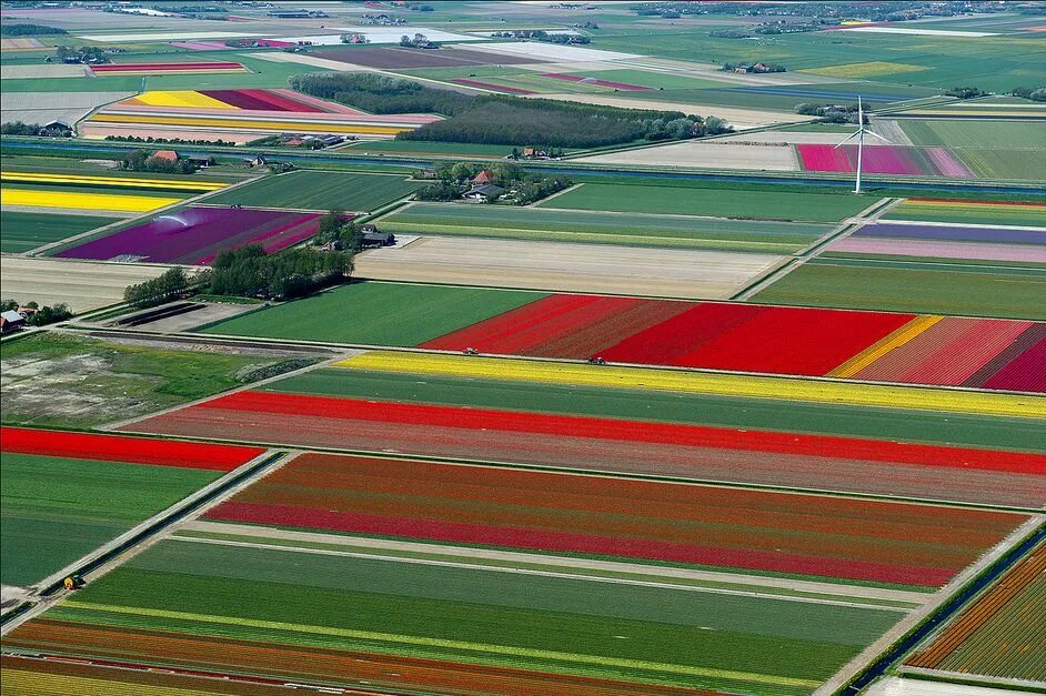 Поля разные фото Campos de Tulipanes, Holanda. Esta flor había vagado por Persia, China y Turquía