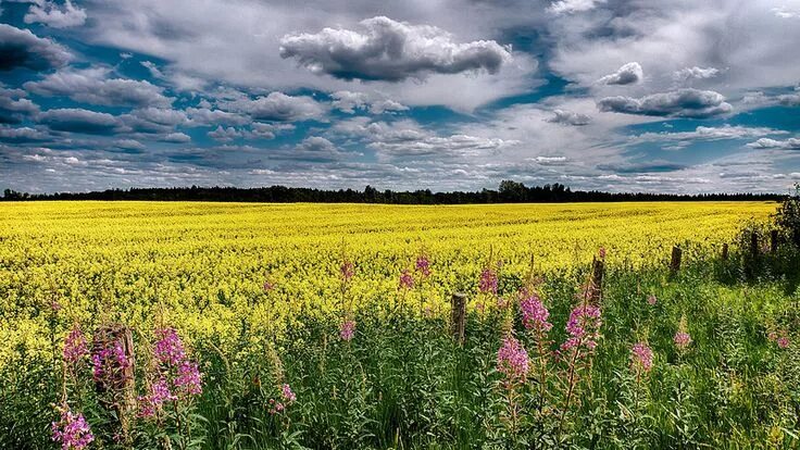 Поля россии фото красивые Champs de Canola (3) Natural landmarks, Farmland, Outdoor