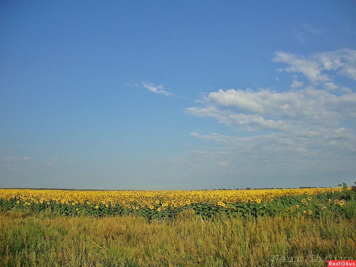 Поля ростовской области фото Фото: Поле подсолнухов. Фотограф Лидия Наумушкина. Пейзаж. Фотосайт Расфокус.ру