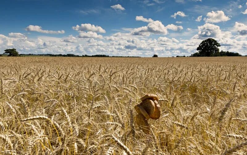 Поля с хлебом фото Slides of Bread among Field Ripening Cereals Stock Photo - Image of golden, pict