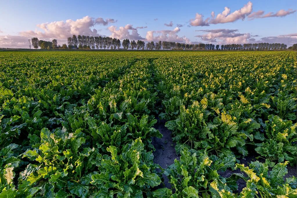 Поля сахарной свеклы фото Sugar beet Sugar beet ripening in the evening sun, rained . Flickr