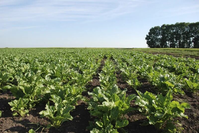 Поля сахарной свеклы фото Harvested Sugar Beet Crop Root Pile Stock Image - Image of agriculture, crop: 77