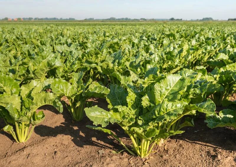 Поля сахарной свеклы фото Sugar Beets in the Field from Close Stock Photo - Image of horizon, dutch: 62297