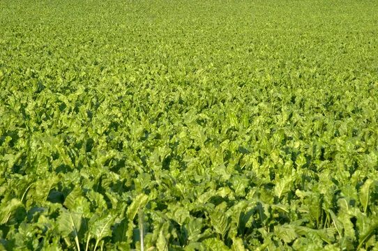 Поля сахарной свеклы фото Sugar Beet Field Images - Browse 8,987 Stock Photos, Vectors, and Video Adobe St