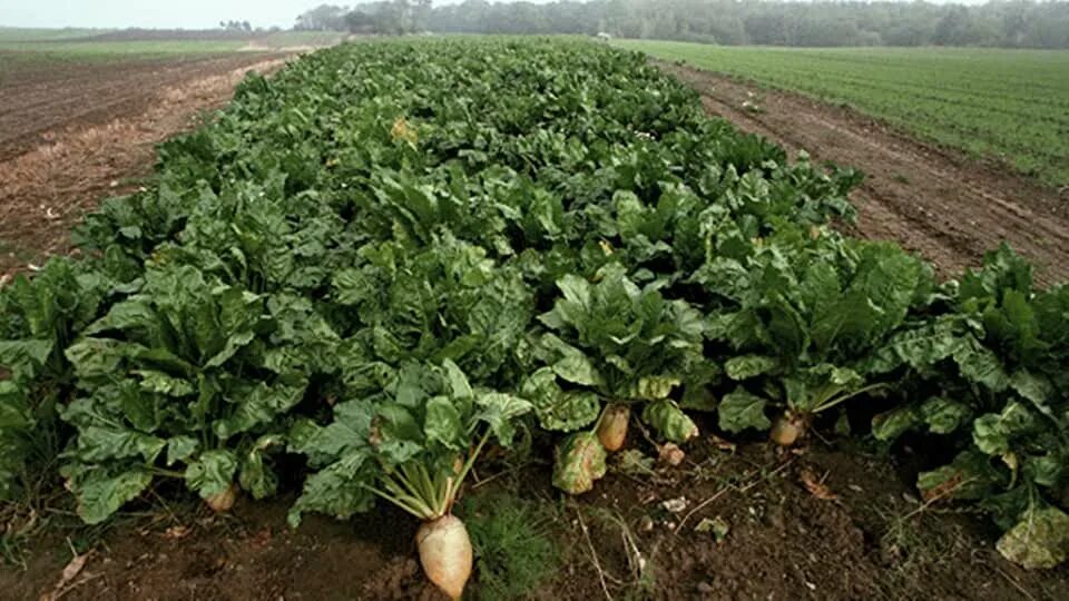 Поля сахарной свеклы фото Amazon.com: Sugar Beet Seed