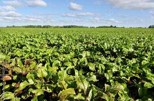 Поля сахарной свеклы фото Field of the beetroot. Stock Photo Adobe Stock