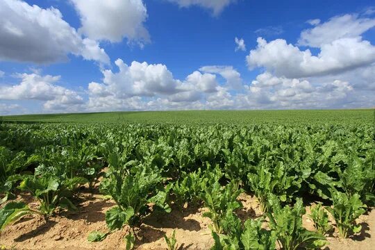 Поля сахарной свеклы фото Sugar Beet Field Изображения: просматривайте стоковые фотографии, векторные изоб