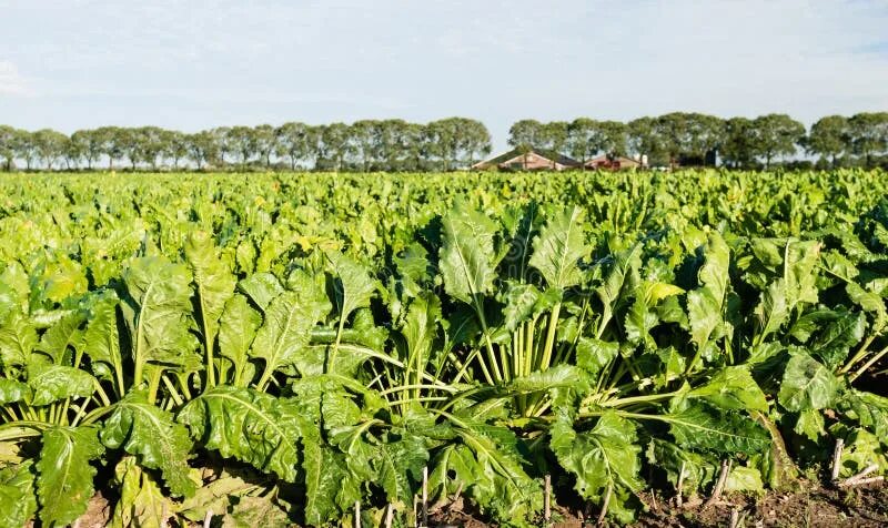 Поля сахарной свеклы фото Growing Sugar Beet Plants in Late Afternoon Sunlight. Stock Photo - Image of foo