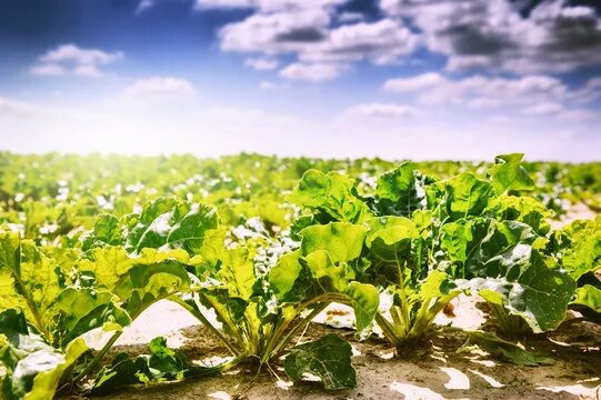 Поля сахарной свеклы фото Sugar Beet Crop Изображения: просматривайте стоковые фотографии, векторные изобр