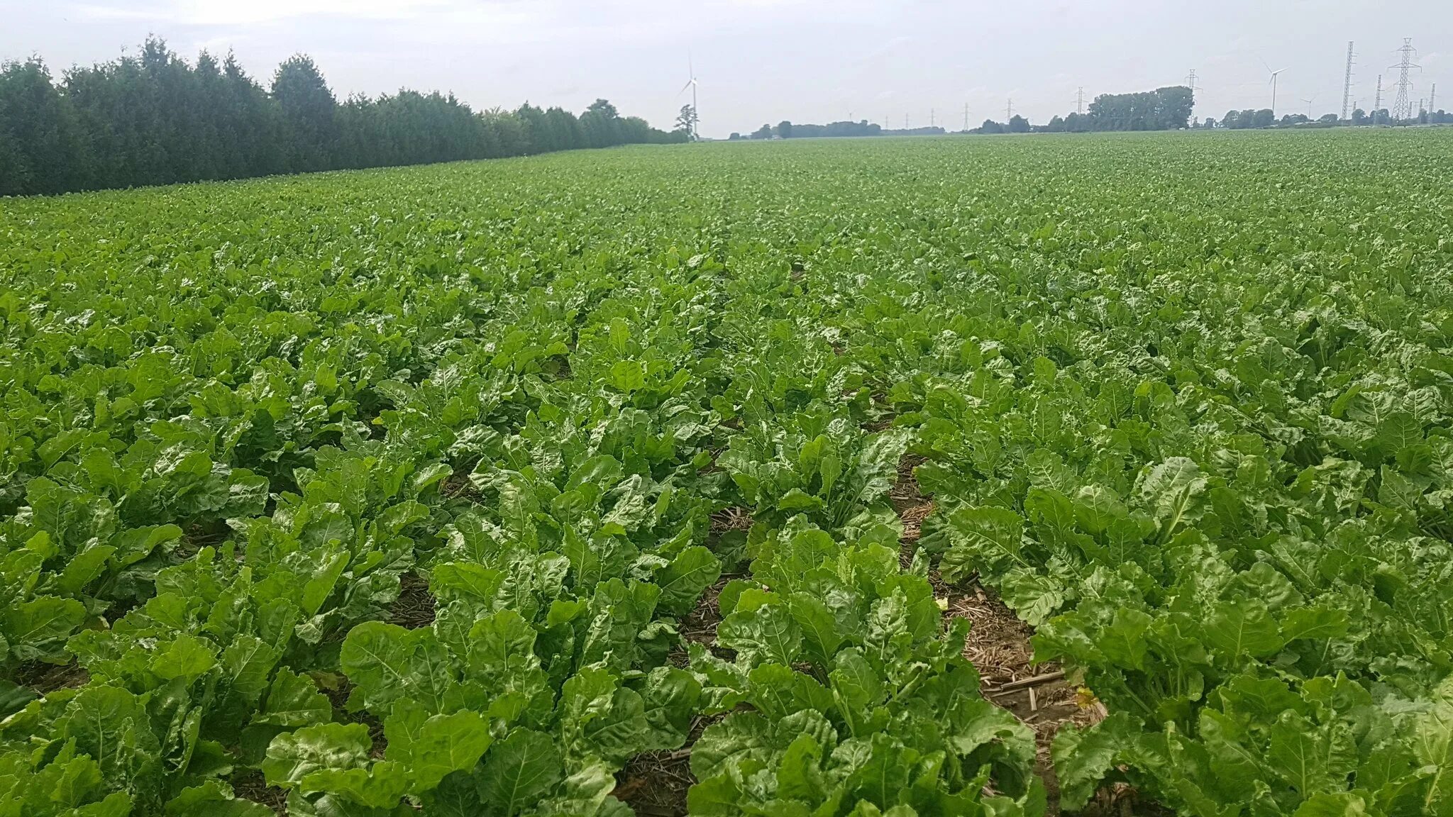 Поля сахарной свеклы фото Свекла на кубани