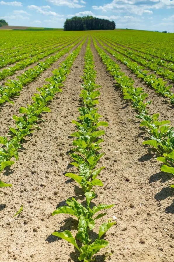 Поля сахарной свеклы фото Sugar beets stock photo. Image of hope, heap, harvest - 47587980