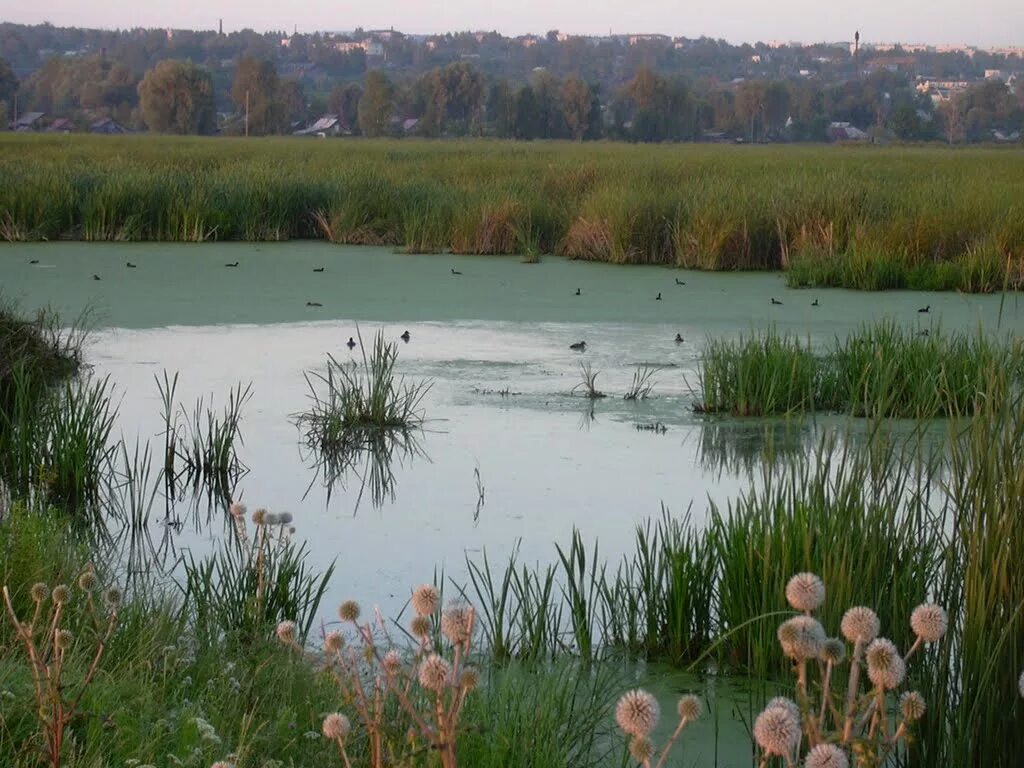 Поля шатина алатырь фото Фото Алатырский орнитологический заказник - Alatyr Ornithological Reserve в горо