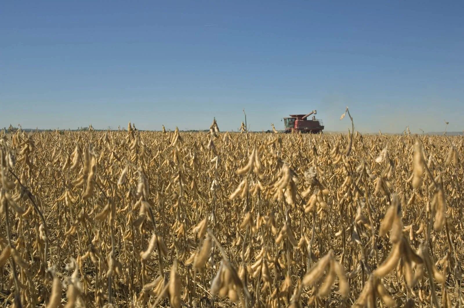 Поля сои фото New USSEC Chairman Wants International Buyers to Know About U.S. Soybean Farmers