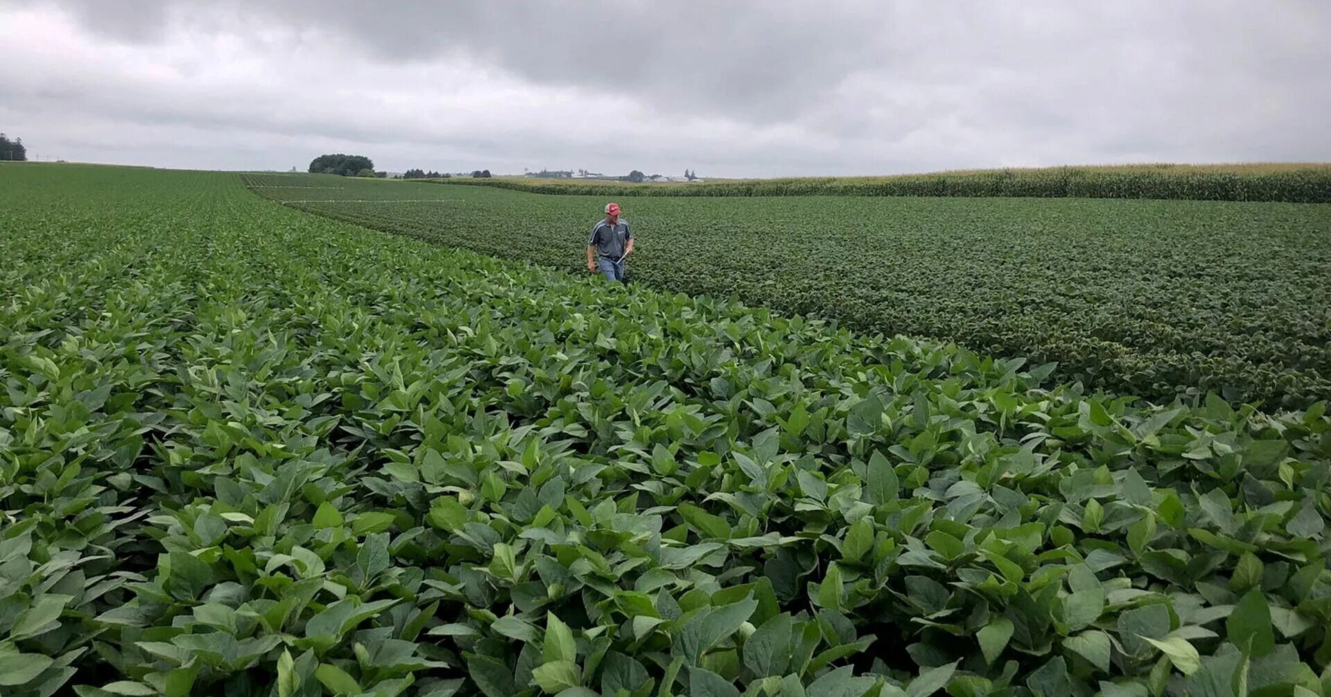 Поля сои фото Focus: 'Off the charts' chemical shortages hit U.S. farms Reuters