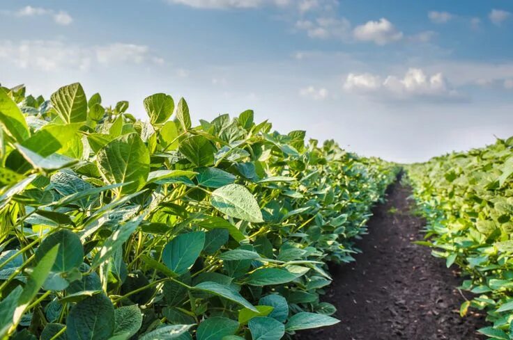 Поля сои фото Alimentación ecológica para la salud Ingredientes que Suman Agriculture, Climate