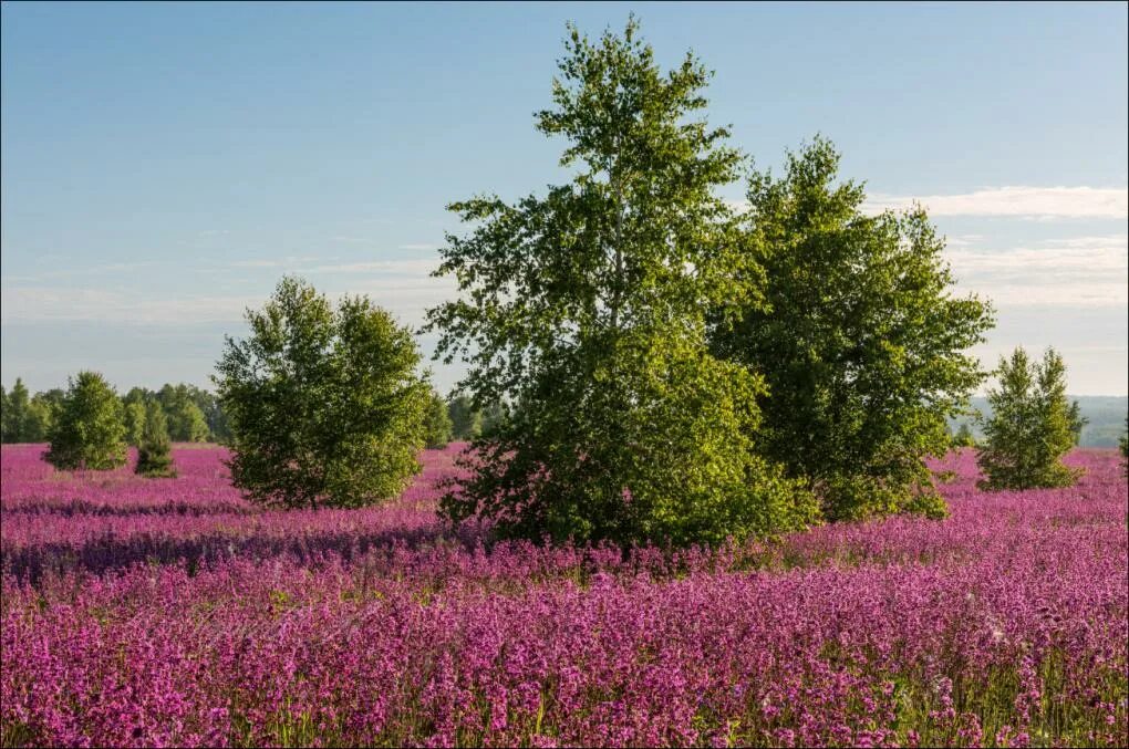 Поля тульской области фото Рапсовое поле в Иваньково, Тульская область: Фотогалерея Эко-фокус Фотогалерея п