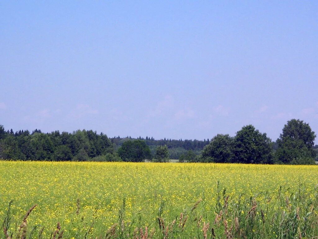 Поля тульской области фото foto-tula.ru - ФотоТула. Анастасия F. Желтое поле