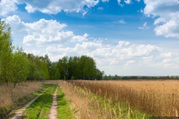 Поля тульской области фото The climatic summer came in Voronezh on Saturday, May 21. This was told by the d