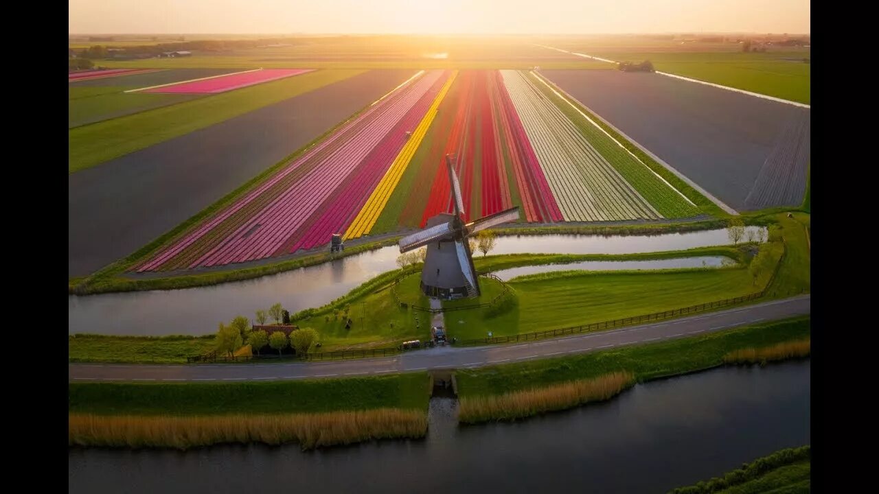 Поля тюльпанов в голландии фото Tulips in The Netherlands 4k - YouTube