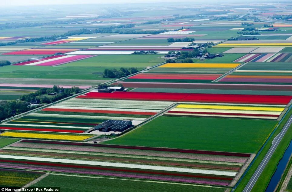 Поля тюльпанов в голландии фото Flash bulbs: Aerial shots of Dutch tulips in bloom are more stunning than ever D