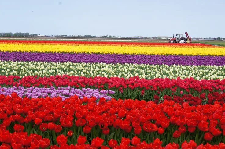 Поля тюльпанов в голландии фото Tulip Galore Tulip fields, Flowers, Field wallpaper