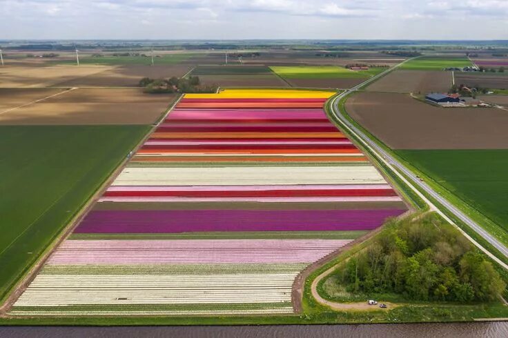 Поля тюльпанов в голландии фото Amazing Footage Of The Dutch Tulips Tulip season, Tulip fields, Netherlands