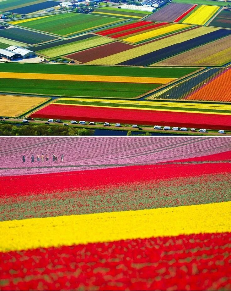 Поля тюльпанов в голландии фото kaleidoscopeyes - Holland Tulip Fields, Lisse, Netherlands. Tulip fields, Places