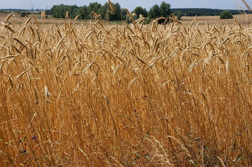 Поля зерновых культур фото Agriculture Stalks Field Crop Grain Brown Wheat-11 Inch By 17 Inch Laminated Pos