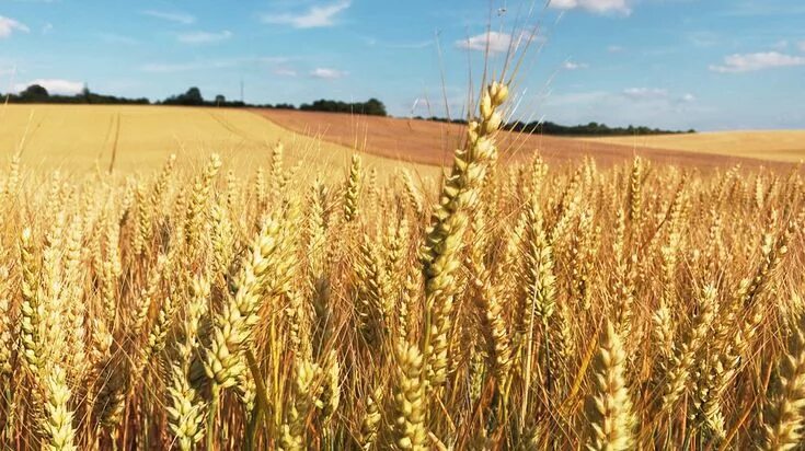 Поля зерновых культур фото Champ De Blé Champs - Photo gratuite sur Pixabay Fields of gold, Wheat fields, F