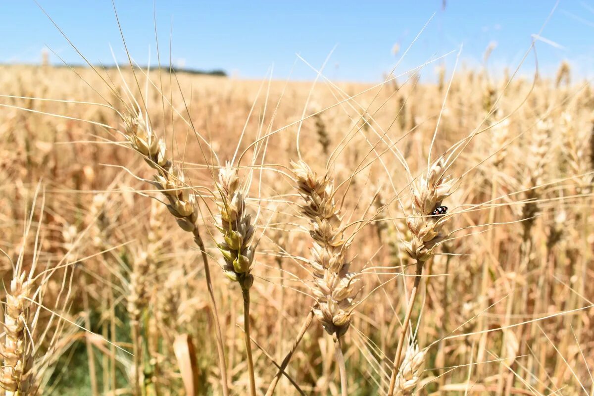 Поля зерновых культур фото Free Images : field, meadow, barley, wheat, prairie, produce, crop, soil, agricu