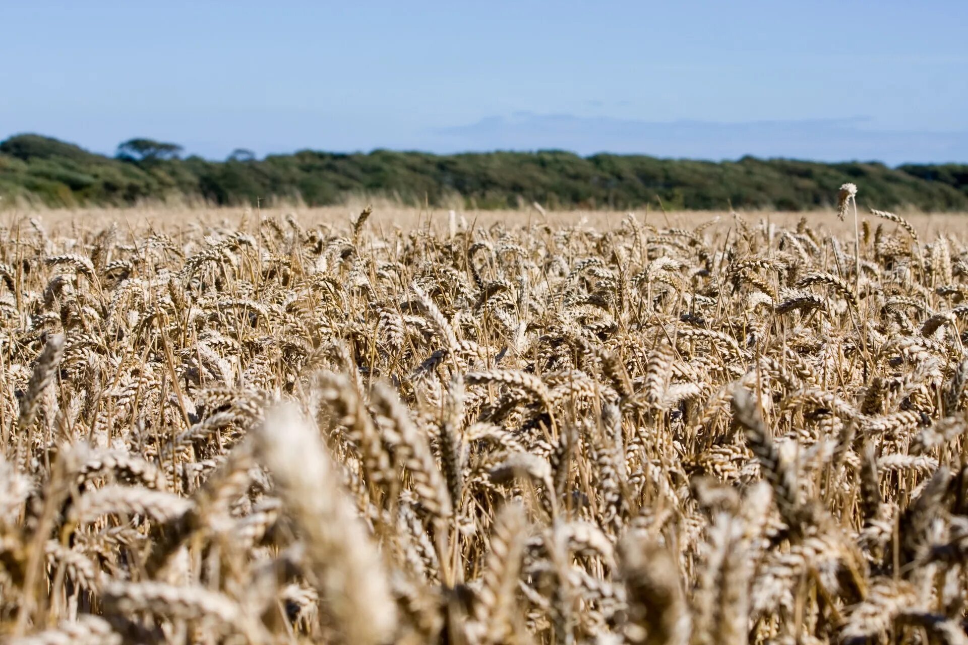 Поля зерновых культур фото Wheat Field Crops landscape free image download