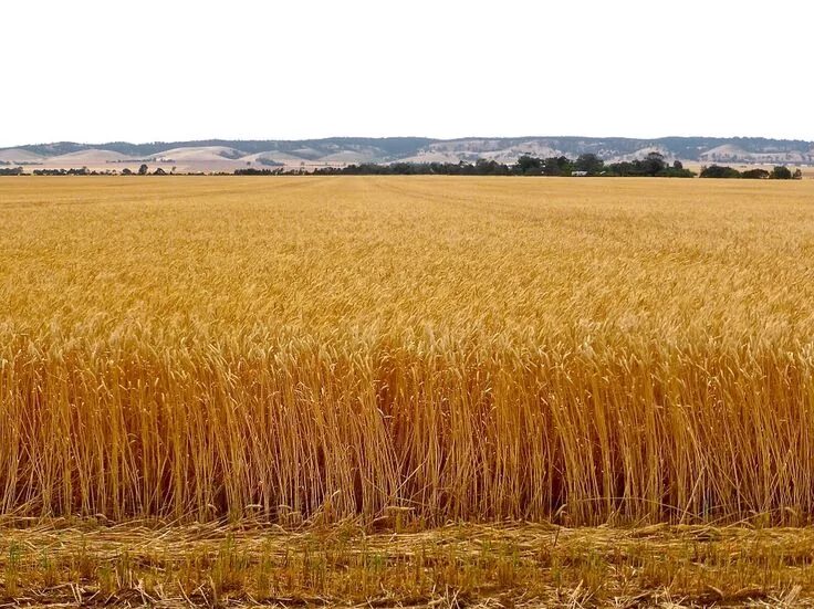 Поля зерновых культур фото Wheat Crop Grain - Free photo on Pixabay Wheat fields, Crop farming, Crop field