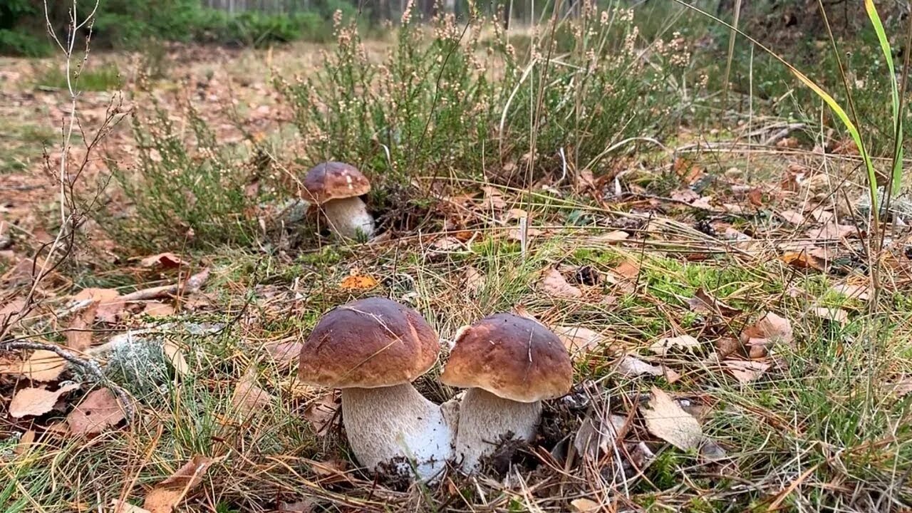 Поляна грибов в лесу фото ПОЛЯНЫ БЕЛЫХ ГРИБОВ В КОНЦЕ ОКТЯБРЯ! БЕЛАРУСЬ! (Glades of porcini mushrooms at t