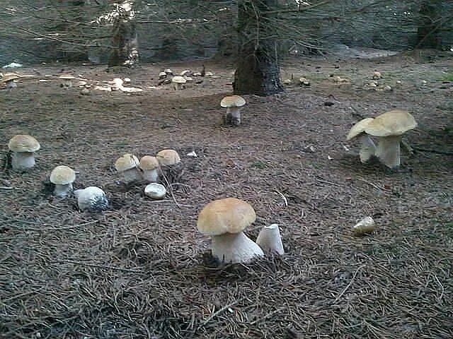 Поляна грибов в лесу фото Pin by Valta de Namel on Mushrooms Stuffed mushrooms, Mushroom hunting, Mushroom