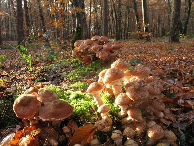 Поляна грибов в лесу фото Самый крупный живой организм на планете Stuffed mushrooms, Vegetables, Garden