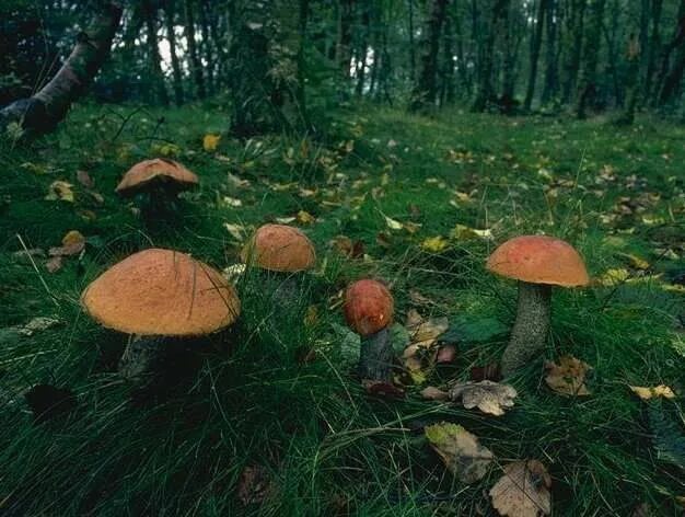 Поляна грибов в лесу фото lúka huby v lese Mushroom fungi, Fungi, Planting flowers