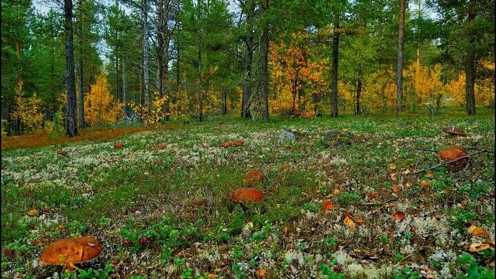 Поляна грибов в лесу фото "В МИРЕ ГРИБОВ" - Андреевское Лесничество OK.RU