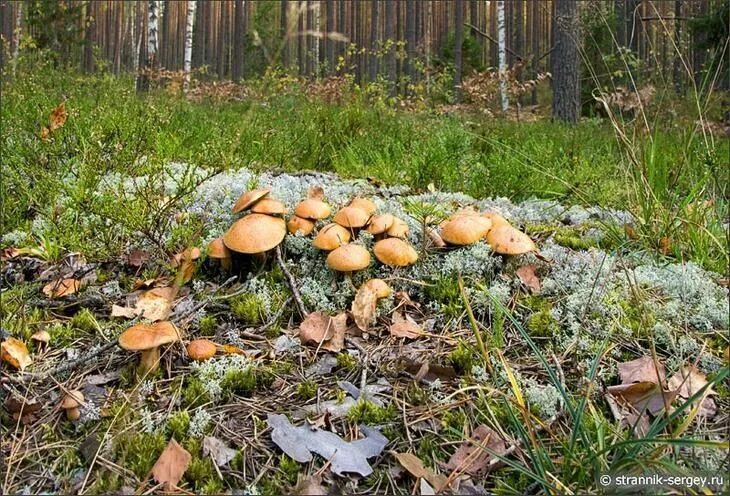 Поляна грибов в лесу фото По грибы и ягоды ранней осенью Stuffed mushrooms, Pumpkin patch, Google images