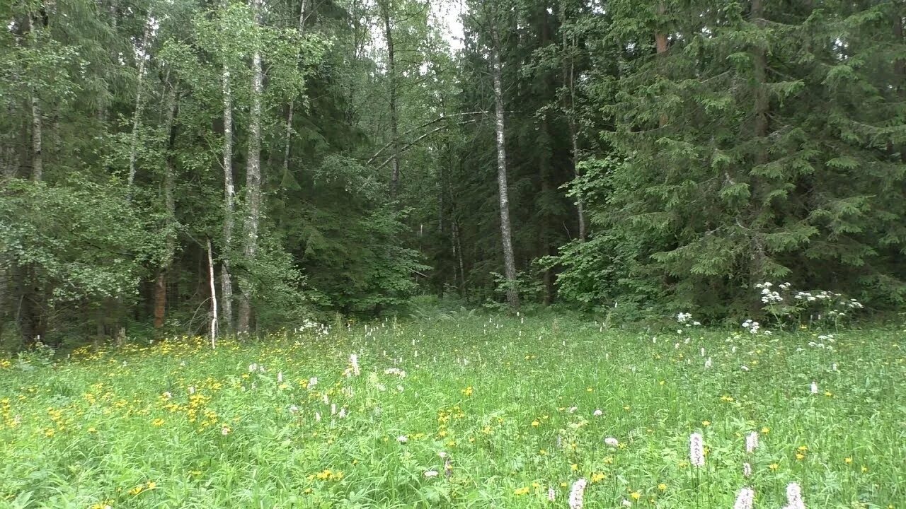 Поляна московская область серпуховский район фото Красивые места Подмосковья / Поляна с ручьем - водопоем / Урочище / Поход выходн