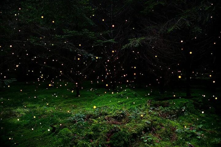 Поляна ночью фото Mystical Photos of Illuminated Forests in the UK by Ellie Davies Forest photogra