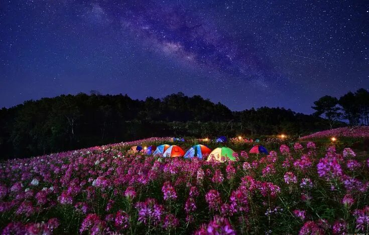 Поляна ночью фото Wallpaper flowers, night, meadow, tents