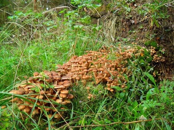 Поляна опят фото Грибники из ХМАО начали сбор опят. Фото с урожаем грибов они публикуют в соцсети