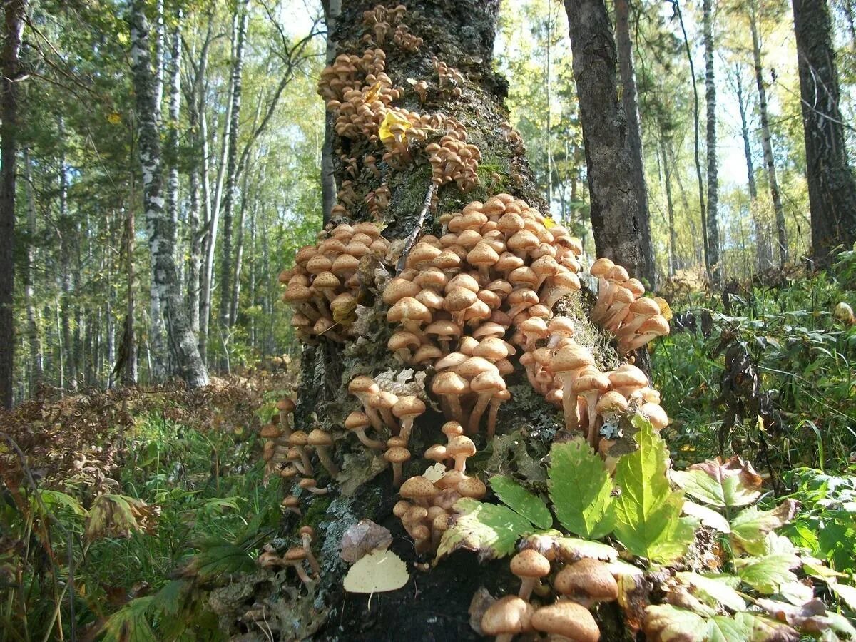 Поляна опят фото Даже за ушами хрустит: три вкуснейших рецепта опят на зиму - хочешь соли, а хоче