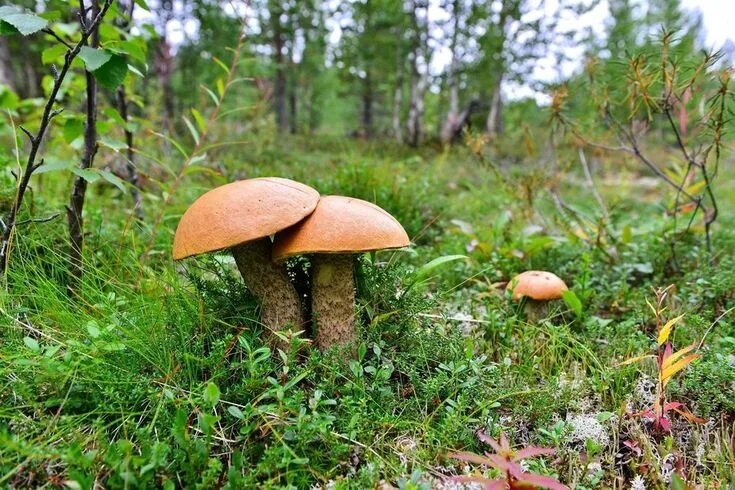 Поляна с грибами фото Фото на I.UA Грибы, В лес, Царство