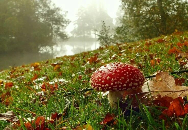 Поляна с грибами фото Pin by Николай Александрович on ФОТО-3. Fruit, Nature, Stuffed mushrooms