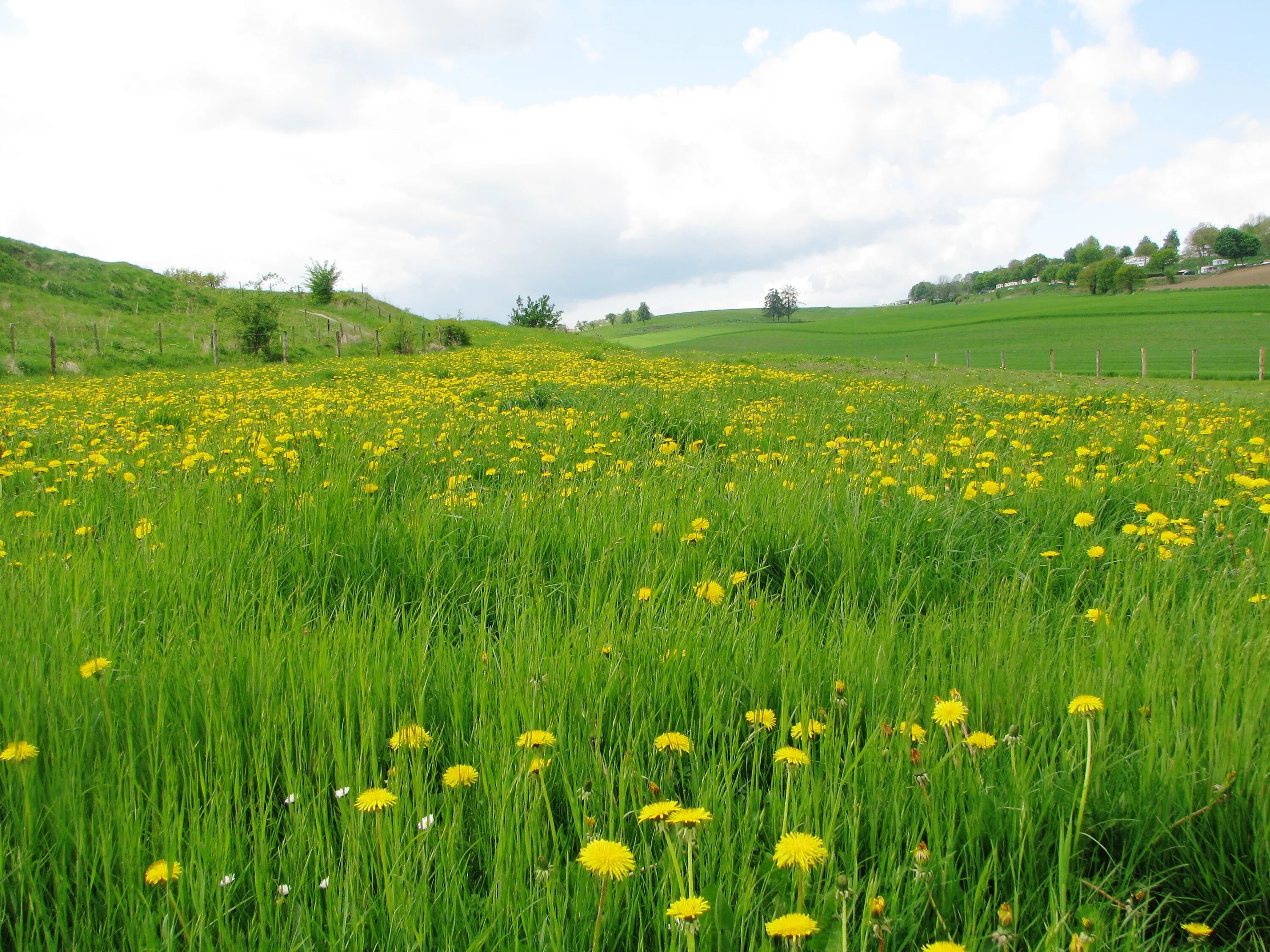 Поляна травы фото Wallpaper : field, grass, dandelions, flowers, nature, landscape 3264x2448 - 4kW