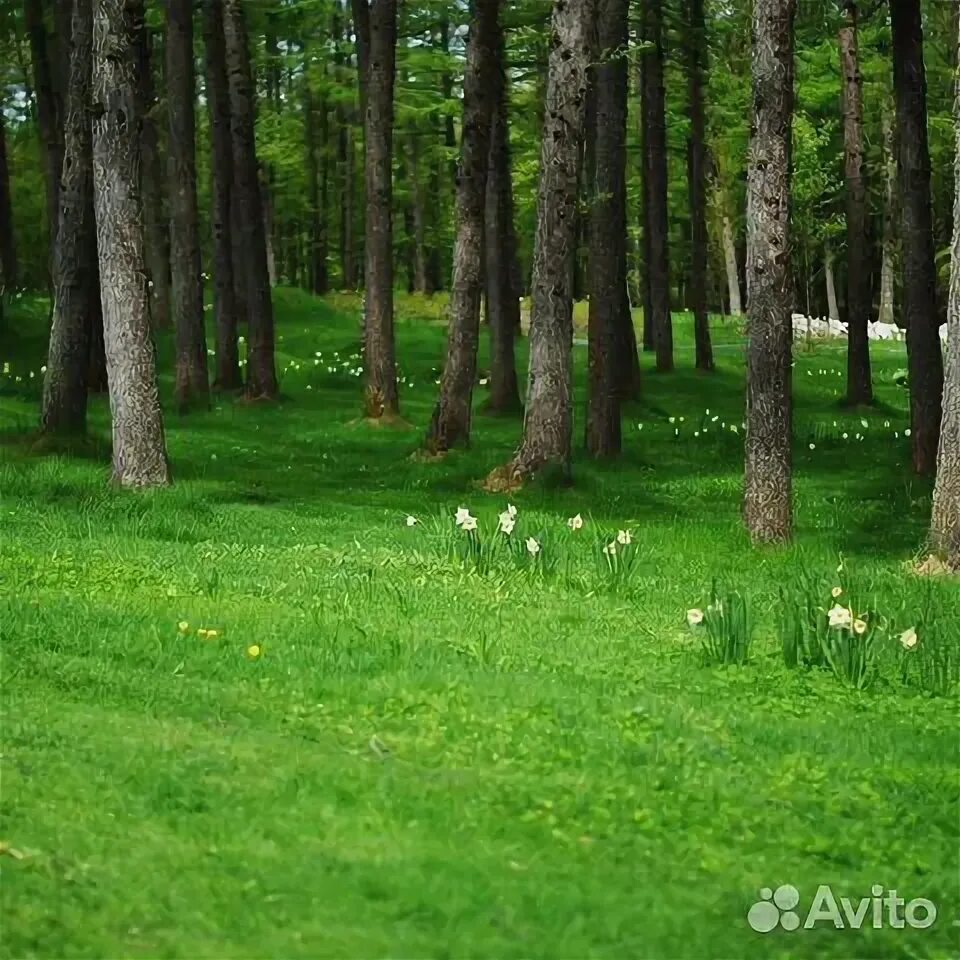 Поляна в лесу фото Животное купить в Белгороде Животные и зоотовары Авито