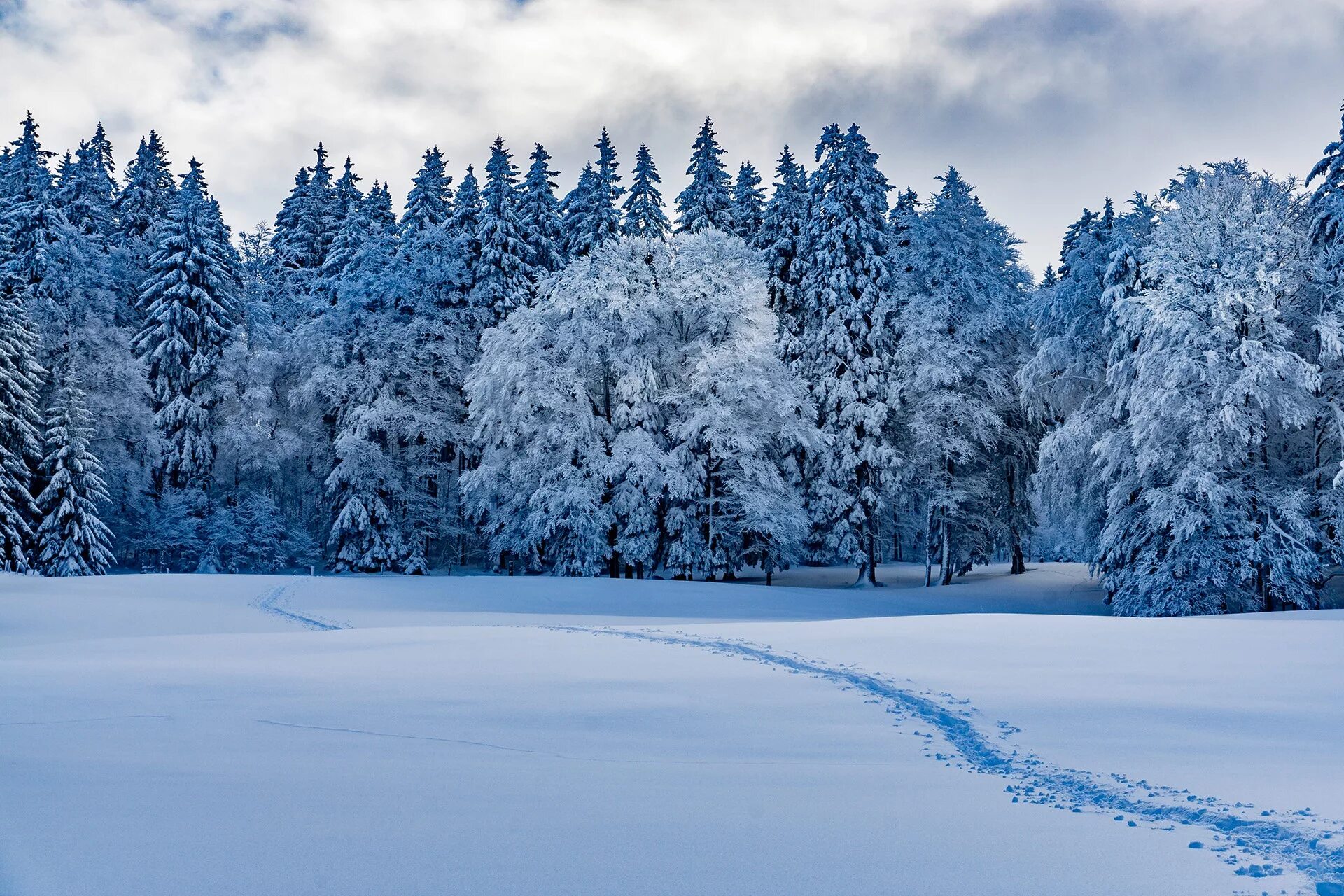 Поляна зимой фото Wallpaper : nature, winter, landscape, forest, snow tracks, clouds, trees 1920x1