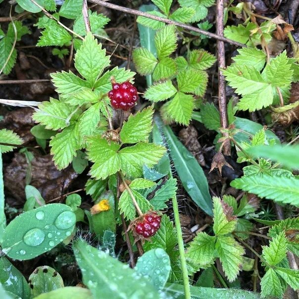 Поляника ягода фото и описание The most expensive poison grows in Russia There are many names for this berry: h