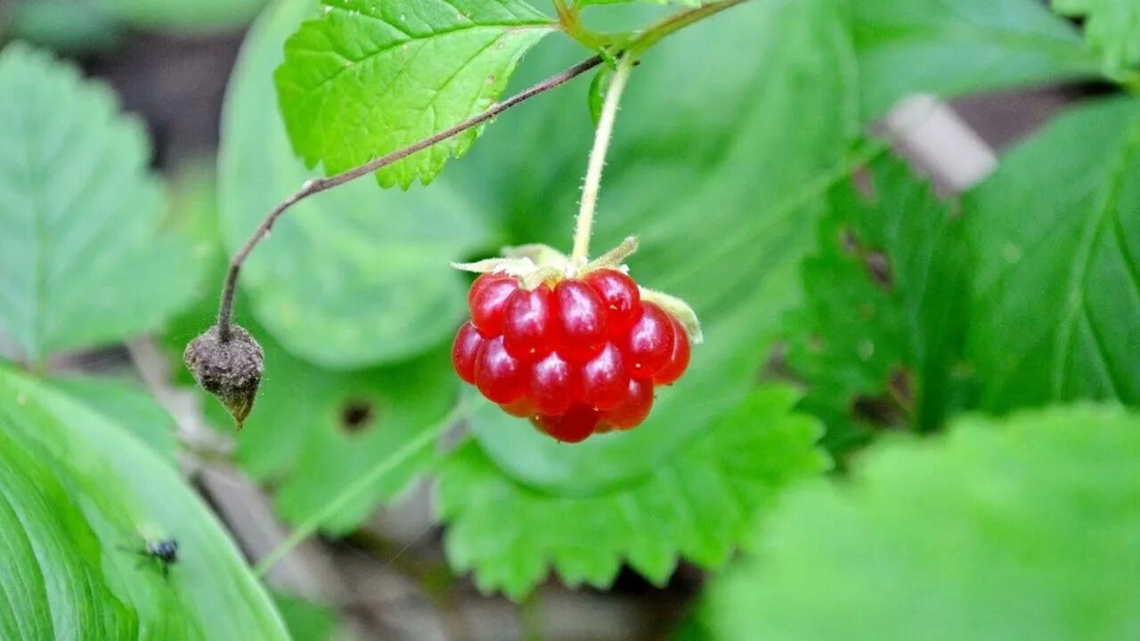 Поляника ягода фото и описание где растет ПОЛЯНИКА (Rubus arcticus) сем. Розоцветные - YouTube